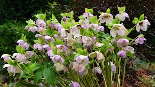 Hellebore or Lenten rose Helleborus x orientalis also known as Helleborus x hybridus [upl. by Hteboj]