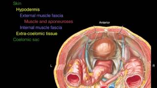 Layers of the Abdominal Wall Xsection [upl. by Neelrad860]