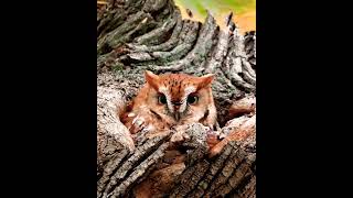 Curious Cape Cod Screech Owl battles some fall winds🦉 [upl. by Eniretac]