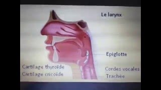 Mastication deglutition et motricité oesophage  Dr Astuce [upl. by Gelb790]