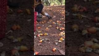 Cashew Harvesting Techniques  How to Harvest Cashew Nuts in Rural Life [upl. by Tiphani]