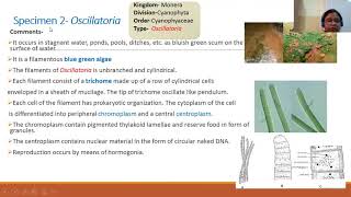 Biology practical class XI Study of plant specimens I [upl. by Ardiedak]