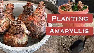 DIY Planting Amaryllis for Holiday Gifts [upl. by Lou762]