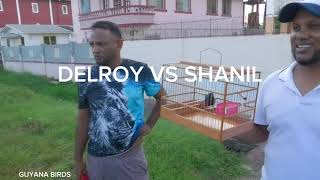 DELROY VS SHANIL TOWA TOWA BIRD RACE AT LUSIGNAN BIRD GROUND WINNER IS SHANIL [upl. by Minton]