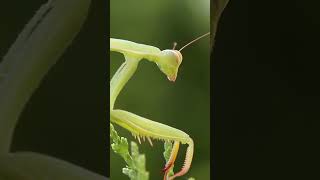 facts about the Praying Mantis [upl. by Nnylarej]