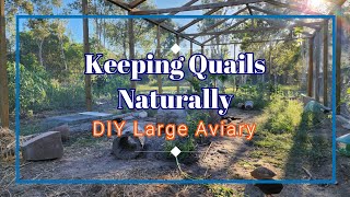 Building Large Aviary from Scratch DIY for Quails and other Birds quails [upl. by Grizel]