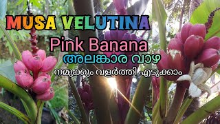 Musa Velutina Pink Banana Raheem Tirur ❤️🌹🌿🍅🍌🍓🕊️🦋🎨✏️✒️🖌️✍️📸 [upl. by Emelin]