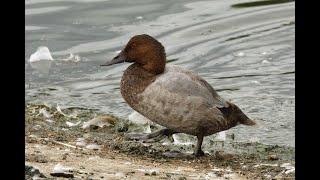 Canvasback Abberton Reservoir Essex 14824 [upl. by Magdalen]