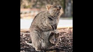 THE QUOKKA THE HAPPIEST ANIMAL [upl. by Mohl]