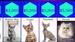 Top 10 Most Expensive Cat Breeds in the World [upl. by Taggart13]