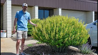 Baptisia might be the best landscape perennial and we need to talk about it more  Walters Gardens [upl. by Aihseuqal]