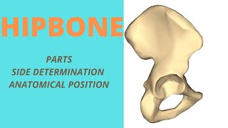 Hip bone  Parts Side determination amp Anatomical Position [upl. by Hairem]