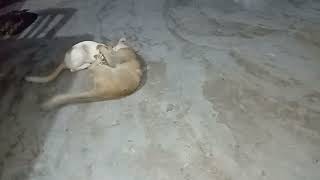 cat fight cat।cat ladai।cat jhagada।funny cat fights compilation [upl. by Noimad]