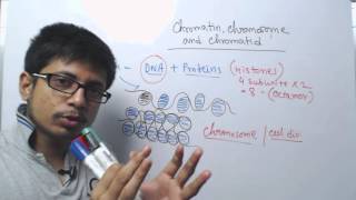 Chromosome chromatin and chromatid [upl. by Roxana]