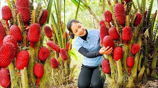 How to Harvesting Pineapple Garden Goes To The Market Sell  Farming and Cooking  Hanna Daily Life [upl. by Merralee742]