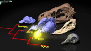 Evolution of olfaction sense of smell in birds and dinosaurs [upl. by Teressa]