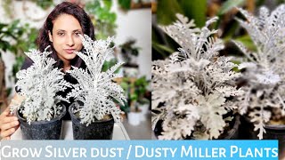 Silver Dust PlantDusty Miller Plant Cares  How To Grow Silver dust  A Complete Care amp Tips [upl. by Vassili301]