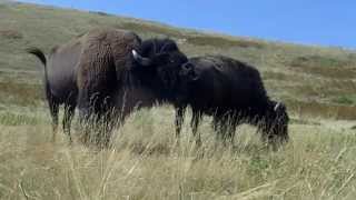 Montana buffalo mating season [upl. by Hannover731]