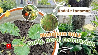 UPDATE TANAMAN  MENANAM KALE CURLY NERO DAN RED RUSSIANgarden tanamanhiasdepanrumah gardening [upl. by Neersan412]