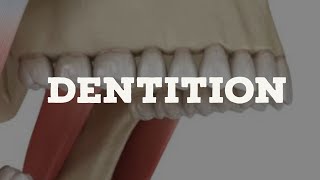 Dentition [upl. by Nwahsan]