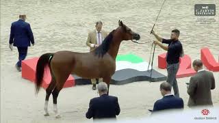 Sharjah A H Festival 2024 UAE BRED Class 9B [upl. by Lekym]