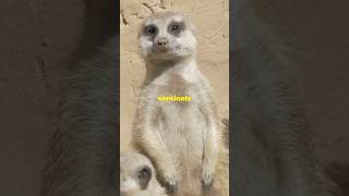 Why do meerkats stand on their hind legs animalmystery MindCurioen [upl. by Preuss]