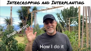 Intercropping vs Interplanting  How I do it [upl. by Pinckney]