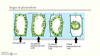 Plasmolysis amp Imbibition [upl. by Inaej352]