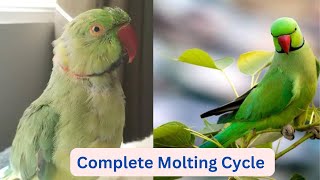 Complete Molting Cycle of Indian Ringneck Parrot 🦜  Molting Process in Parrot [upl. by Benilda301]