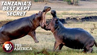 Katavi amp Ruaha  Tanzanias Best Kept Secret  PBS America [upl. by Gnoh100]