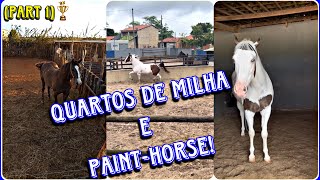 Os mais belos quartos de milha e painthorse de vaquejada e corrida Part 1 [upl. by Fricke]