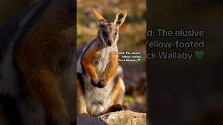 YellowFooted Rock Wallaby  shorts  wildlife [upl. by Clauddetta]