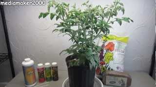 Easy Hydroponic Tomato  No Pumps Experiment DIY [upl. by Marquez]