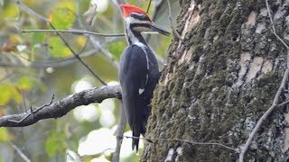 Pileated woodpecker call loud laugh sound whiling searching prey  Male [upl. by Olympias]