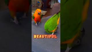 Cute Funny Parrot Moments 😂🥰 shotrs birds parrot funny cute youtubeshorts [upl. by Udele]