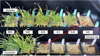 Goosegrass Control Update  Rutgers 2020 Virtual Turfgrass Research Field Day [upl. by Jobina]