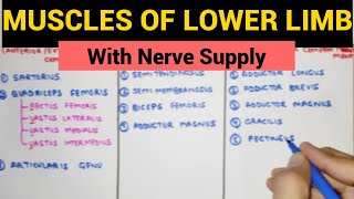 All Muscles of Lower Limb with Nerve Supply 🔥 Easy way to Remember [upl. by Philbert]