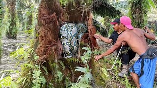 PENANGKAPAN ULAR PITON RAKSASA SEPANJANG JALAN DI DALAM KAYU ANGKER  ULAR  PITON  RESCUE [upl. by Leuneb]