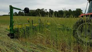 Planting into rye cover crop Yetter rollers [upl. by Akirret181]