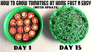 Grow Tomatoes from Tomatoes Easiest Method Ever With Updates [upl. by Sulecram]