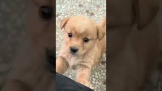 Barking 🤫 puppy puppyentertainment dog cute doglover puppydog youtubeshorts shortvideo [upl. by Alidis591]