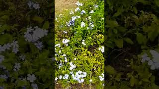 Plumbago Zeylanica pleaselikesubscribe [upl. by Woods]