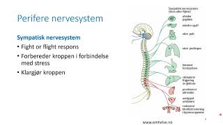 Kapittel 2 Nevrovitenskap del II nervesystemet [upl. by Melva]