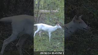 Albino 8 pointer [upl. by Eadmund77]