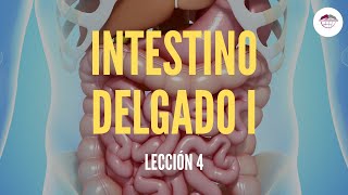 4 EL INTESTINO DELGADO I ESTRUCTURA Y FUNCIÓN DEL SISTEMA DIGESTIVO [upl. by Asiole]