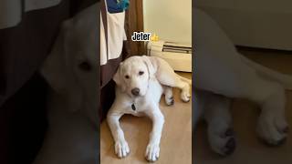 Jeter’s favorite song😂😂😂 awesomedog labrador drake diddy [upl. by Hoffmann416]