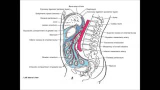 Abdominal Cavity amp Peritonium [upl. by Aisayt]