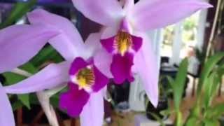 Orchid care Laelia Anceps Orchid [upl. by Adnalor]