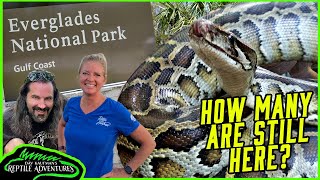 SEARCHING FOR GIANT PYTHONS IN THE EVERGLADES [upl. by Name644]