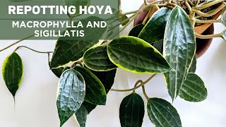 Potting Up Hoya Macrophylla and Transferring Hoya Sigillatis from Water to Soil [upl. by Radek]